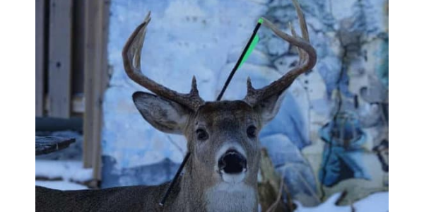 Deer Found With an Arrow through His Head – Alive and Safe